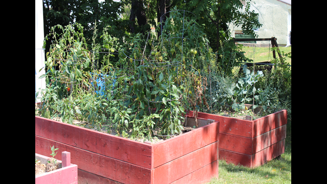 Community Vegetable Garden