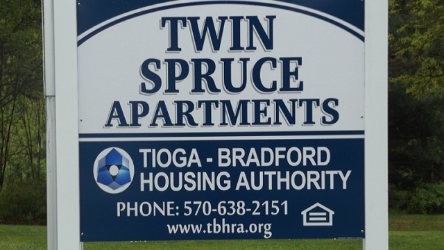 Twin Spruce