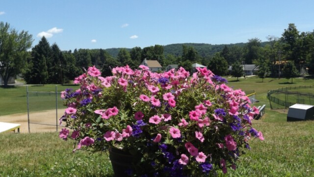 Summer Flowers